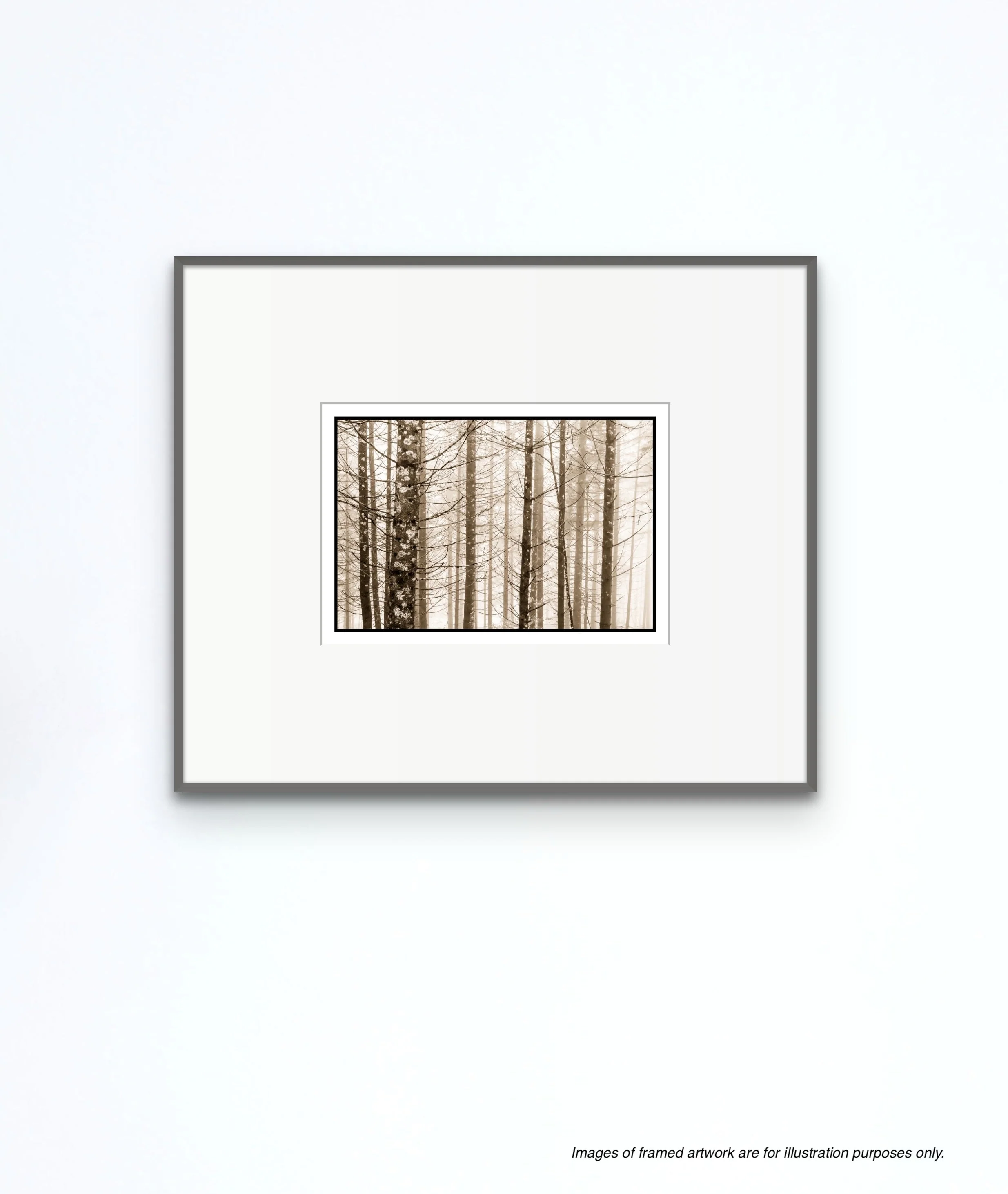 Trees in Fog, Schwangau, Germany, 2022 - Image 2