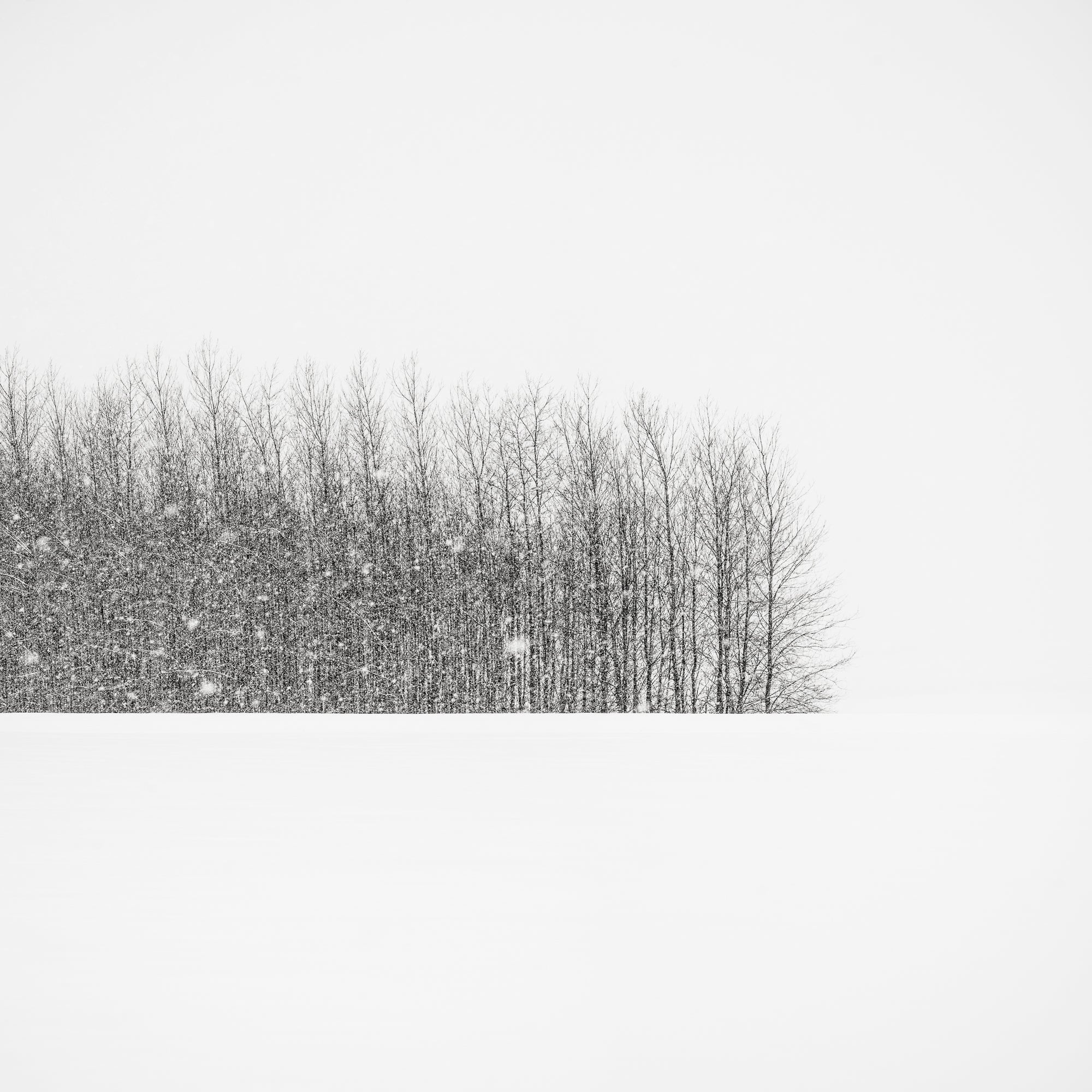 Trees in Winter Field, Oregon, 2014