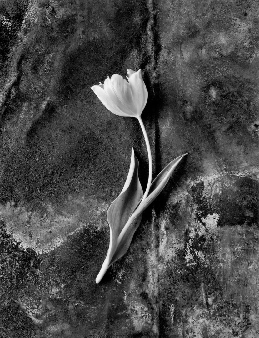 Tulip No. 3
