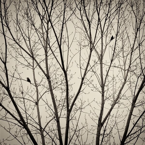 Two Birds