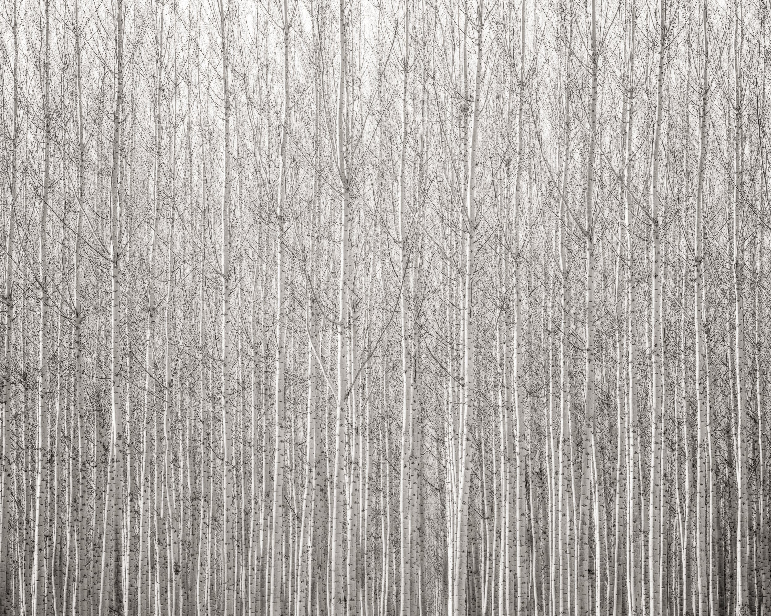 Wall of Poplars