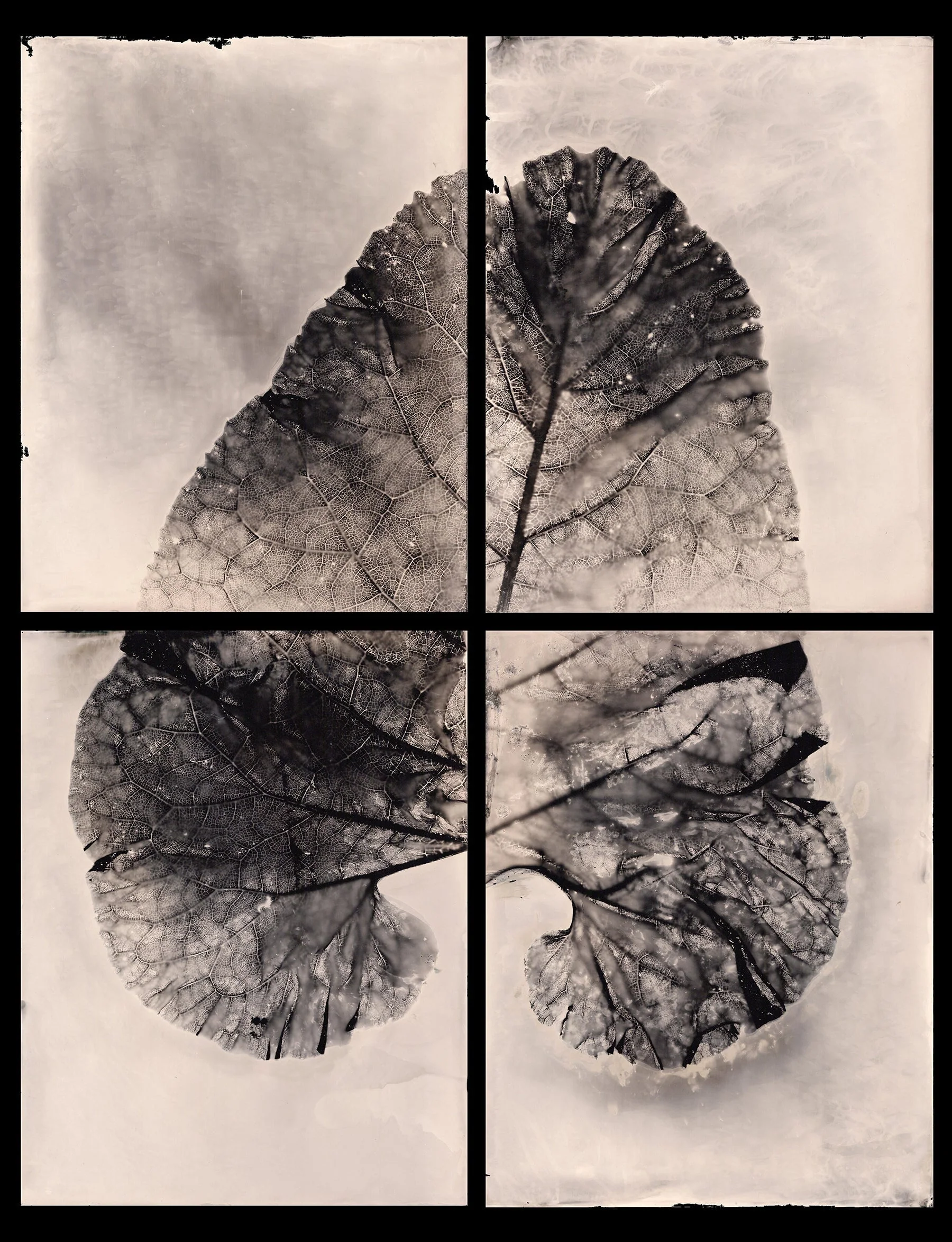 Wet-Plate Collodion: Yosemite - Image 3