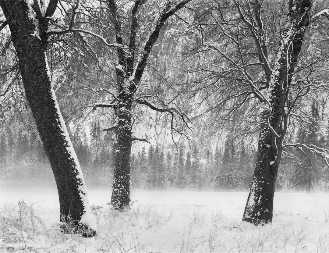 Winter Trees, Fog, Yosemite Valley, CA 1990