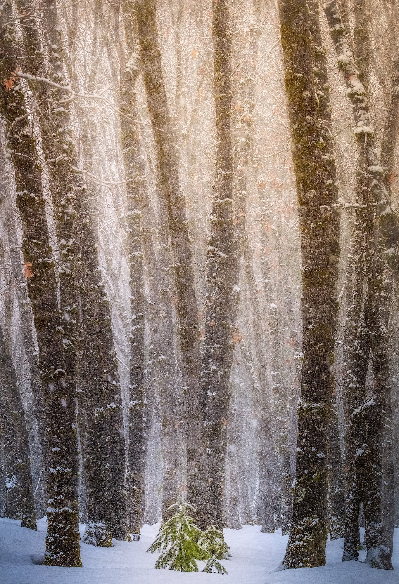 Winter's Fury
