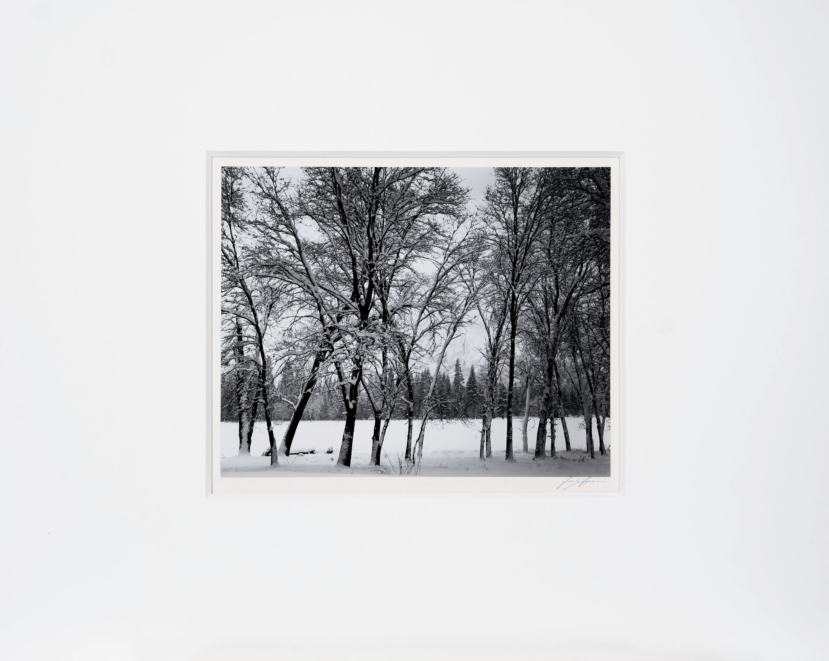 Young Oaks, Winter - Signed Special Edition Photograph - Image 4